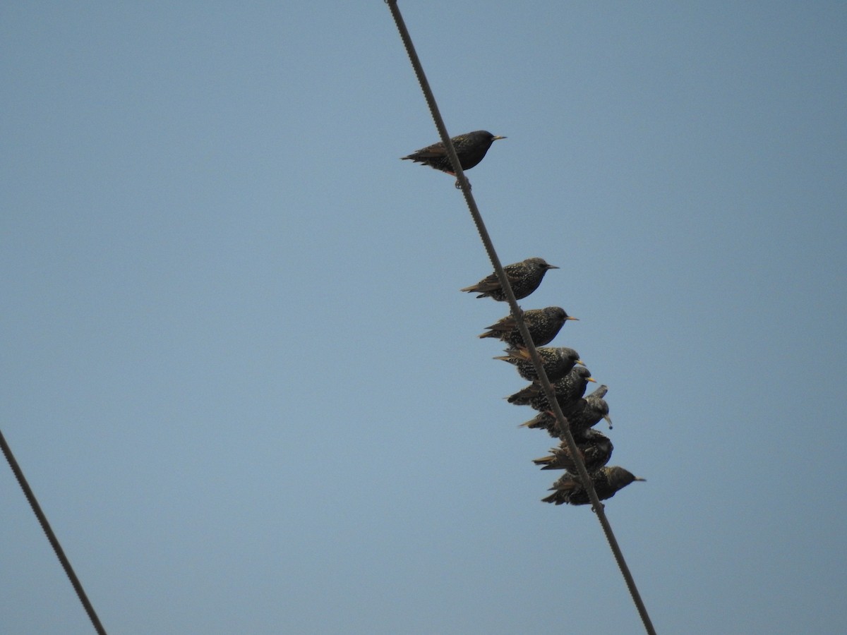 European Starling - ML647259473