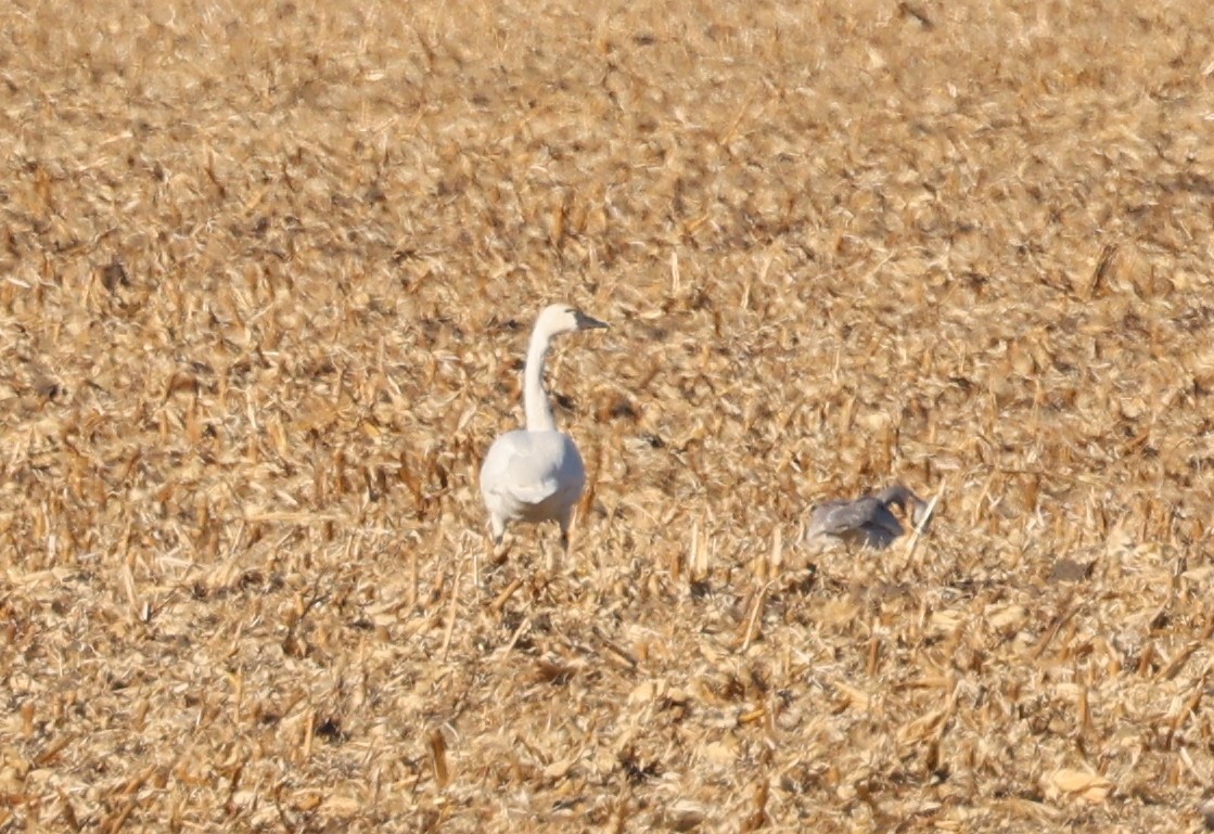 Tundra Swan - ML647259474