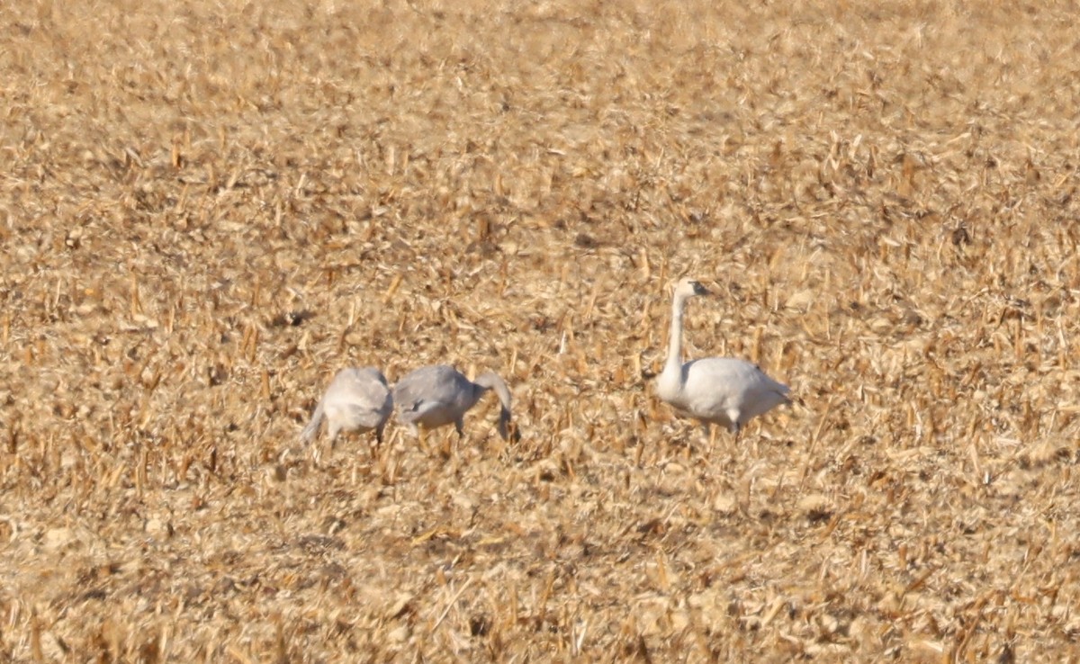 Tundra Swan - ML647259476