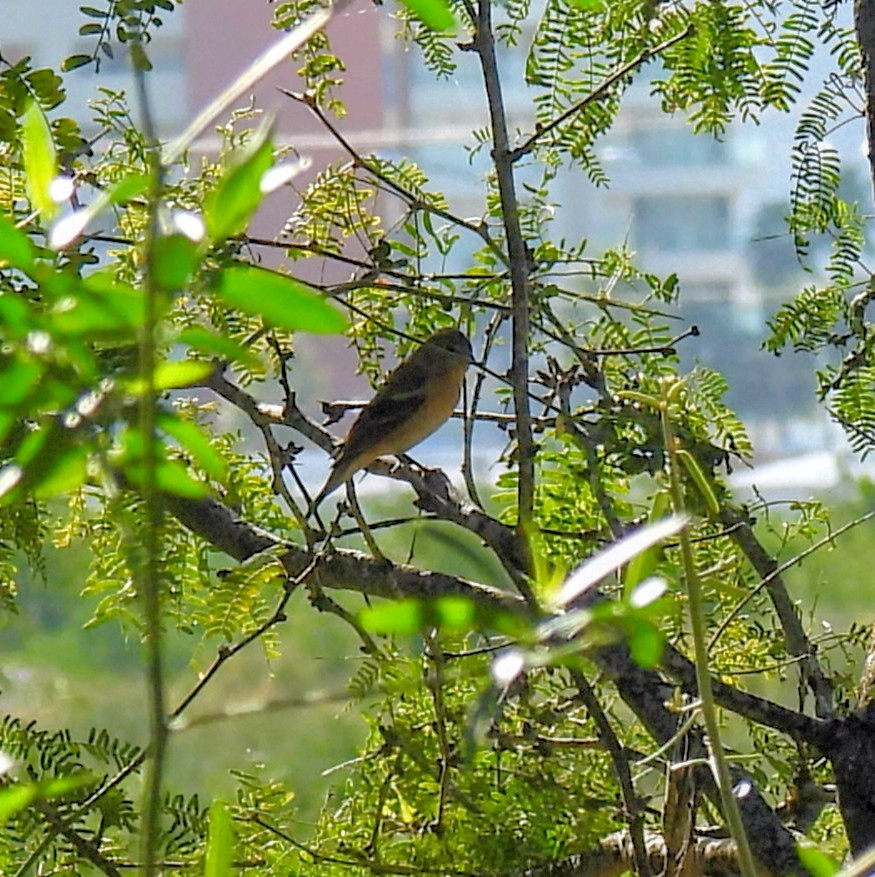 Lazuli Bunting - ML647259488