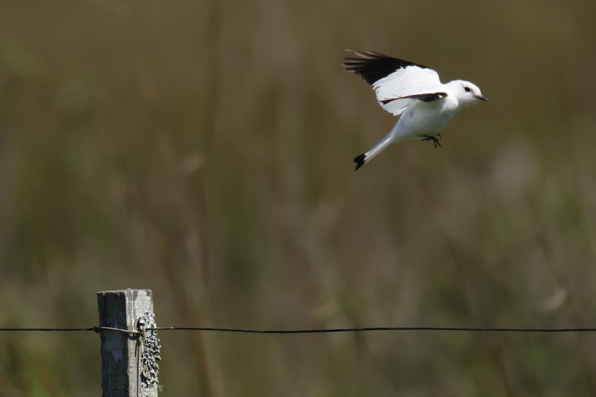 Pépoaza irupéro - ML647259490