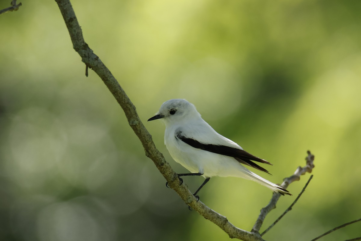 Pépoaza irupéro - ML647259493