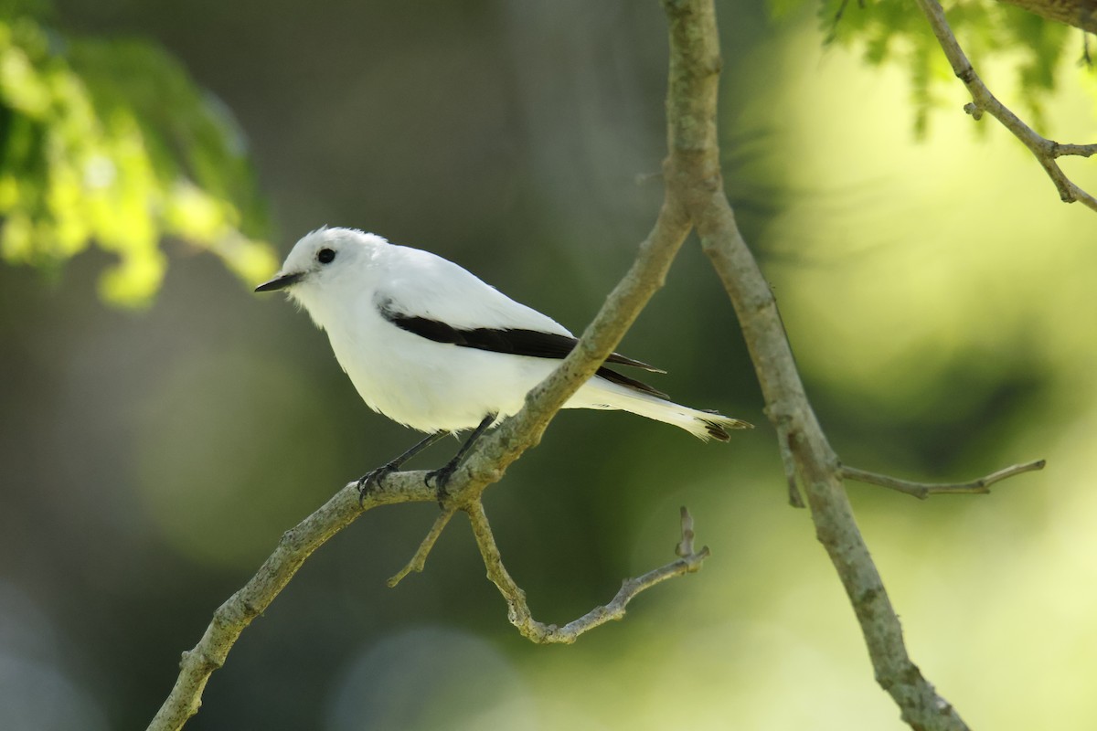 Pépoaza irupéro - ML647259494