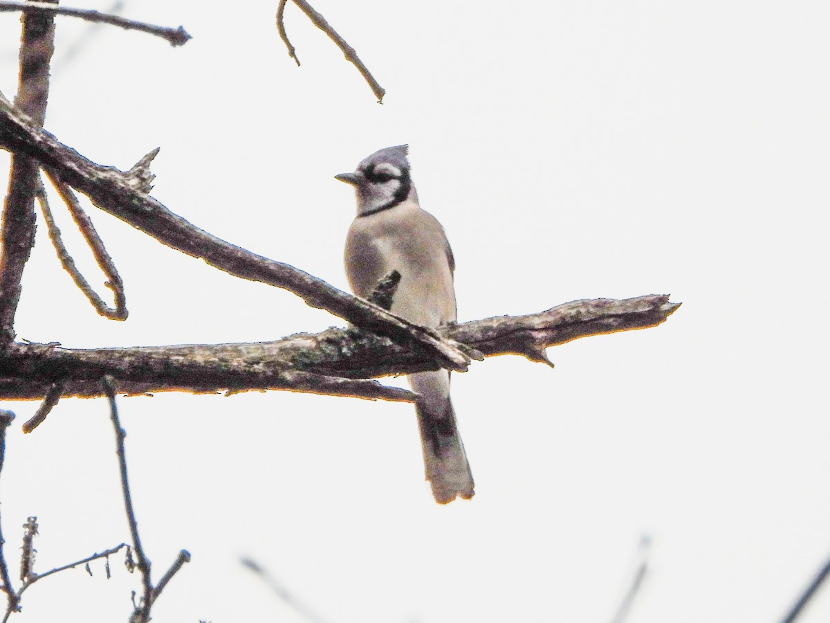 Geai bleu - ML647259504