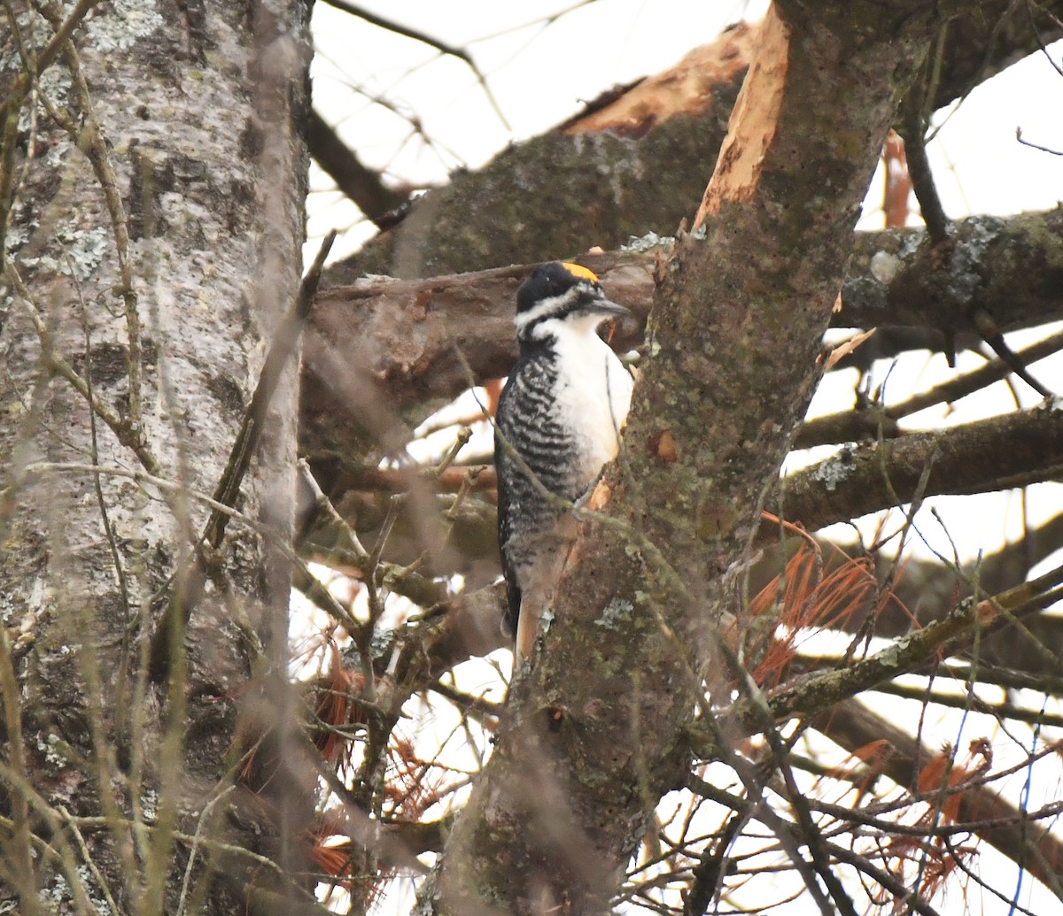 Black-backed Woodpecker - ML647259519