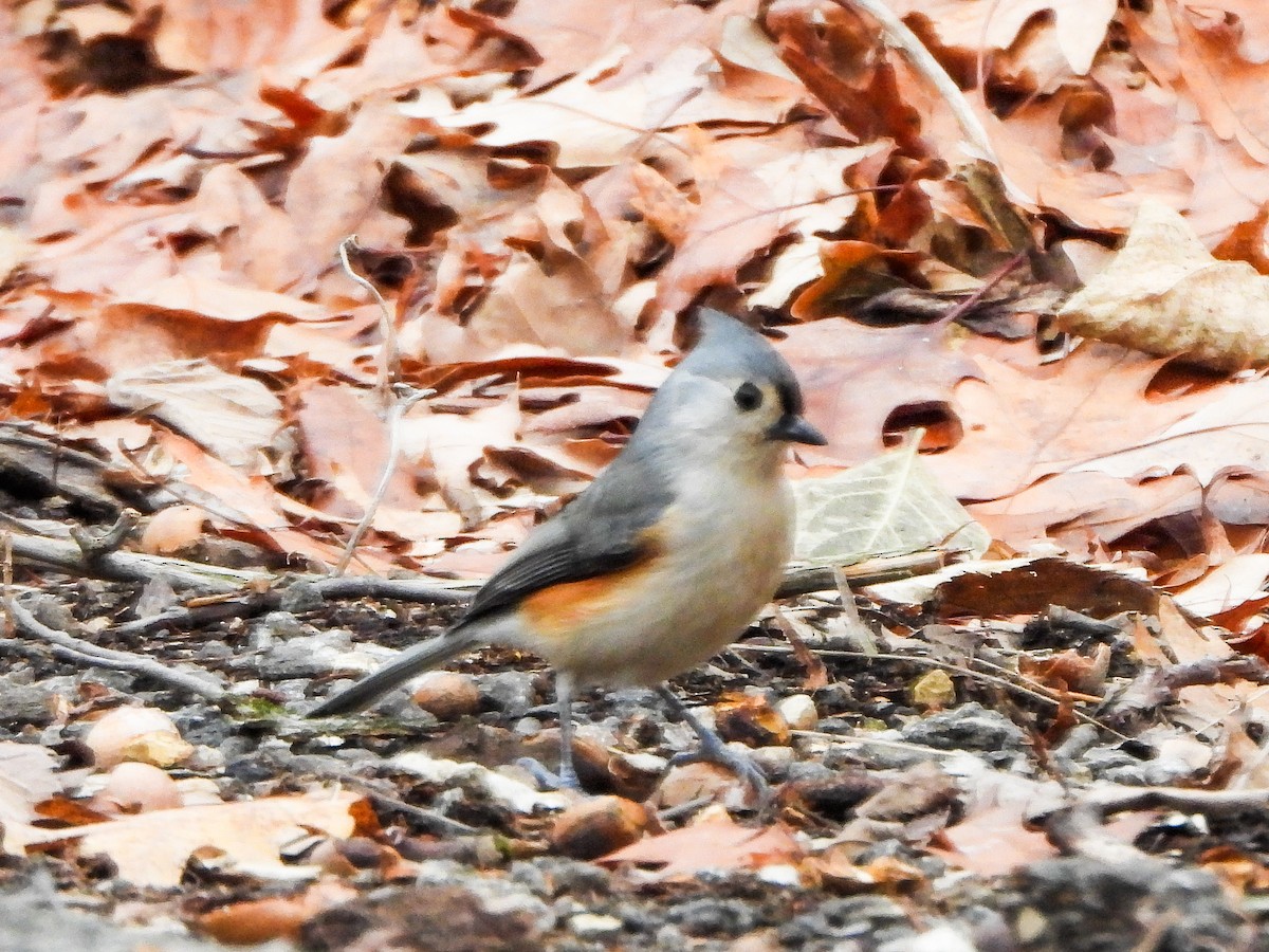 gråduskmeis - ML647259527