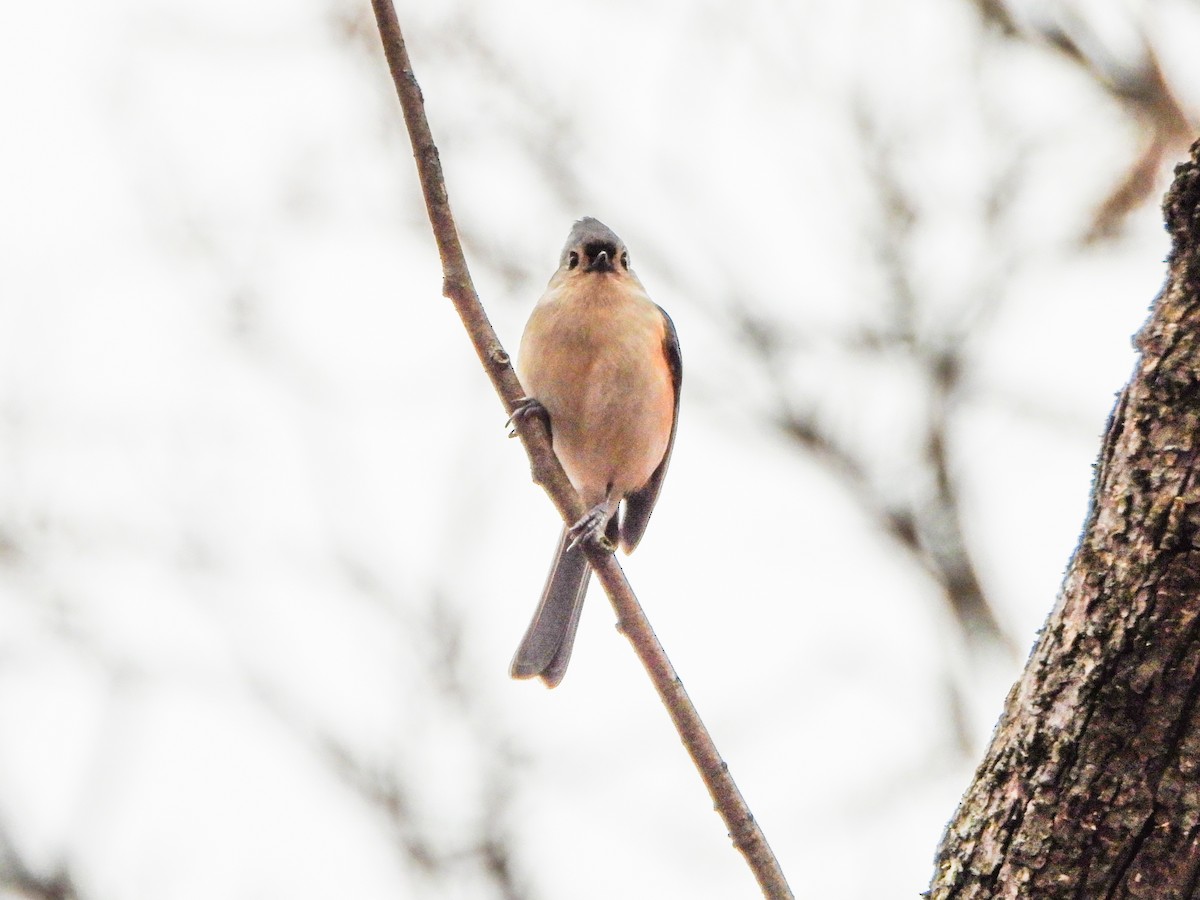 gråduskmeis - ML647259529