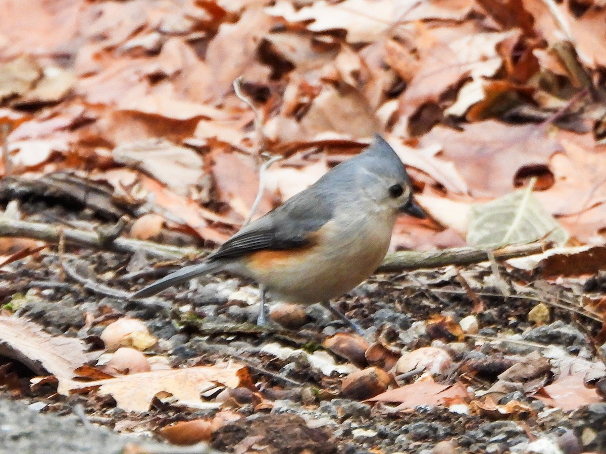 gråduskmeis - ML647259532