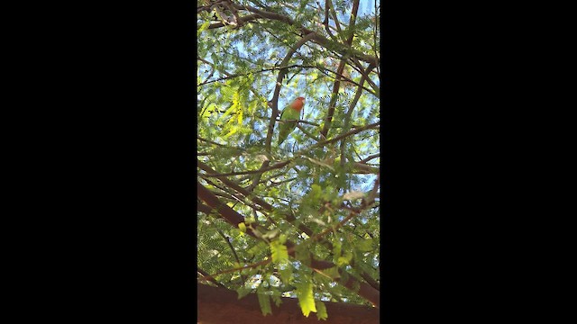 Rosy-faced Lovebird - ML647259543