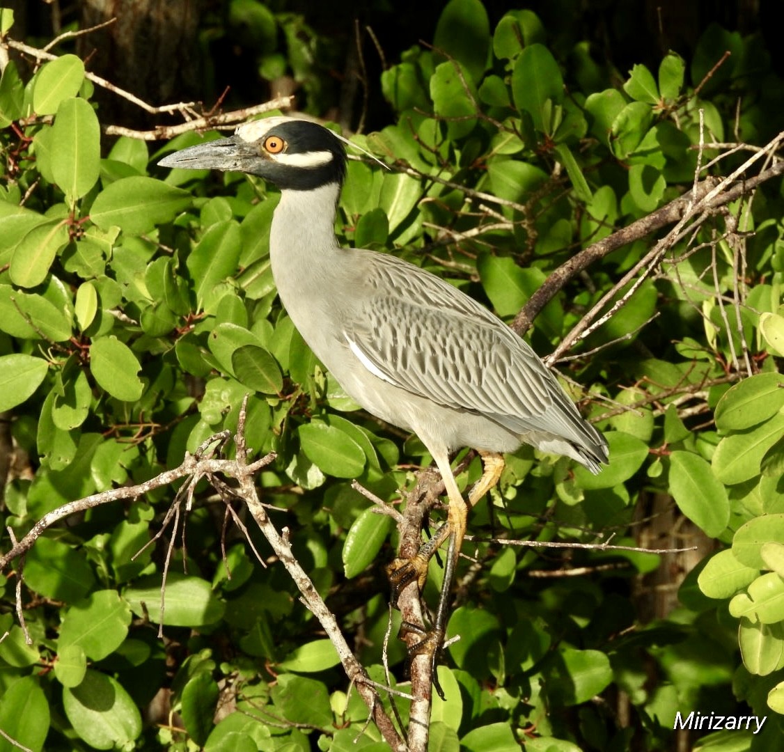 kvakoš žlutočelý - ML647259550