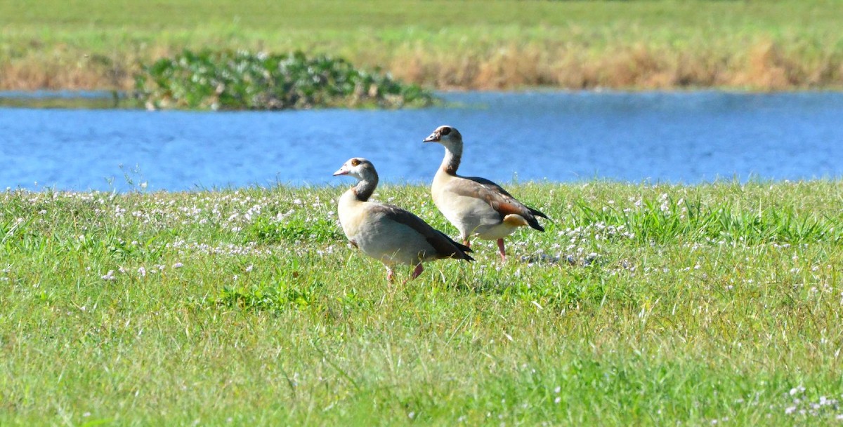 埃及雁 - ML647259551