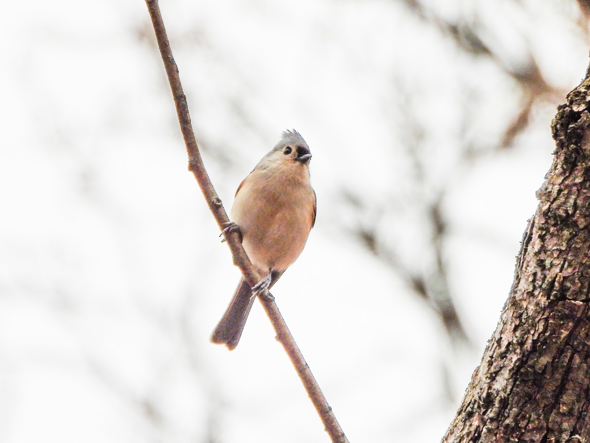 gråduskmeis - ML647259555