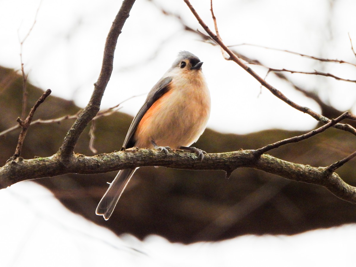 gråduskmeis - ML647259556