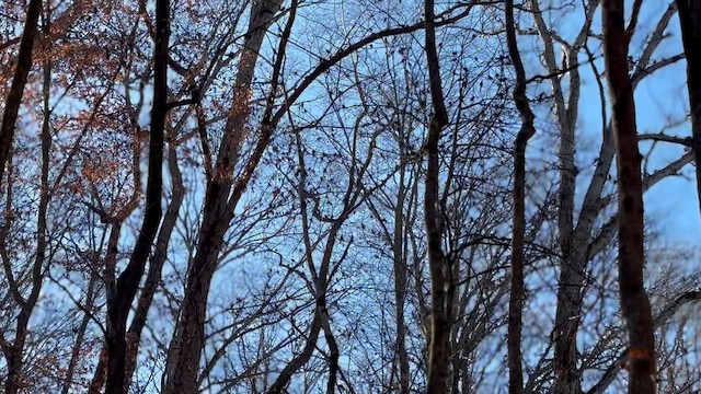 Common Grackle - ML647259557