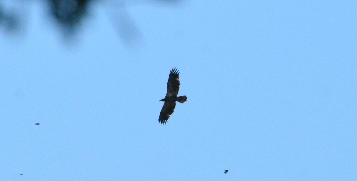 Bald Eagle - ML647259559