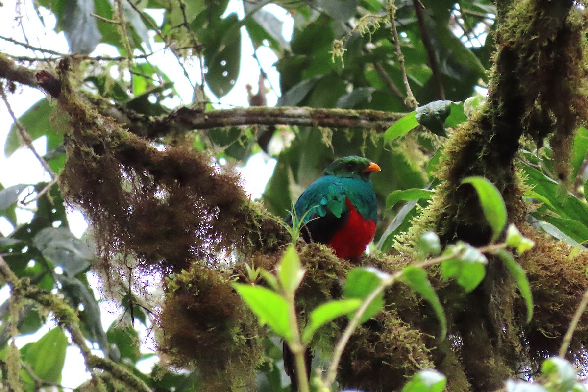 Quetzal doré - ML647259595