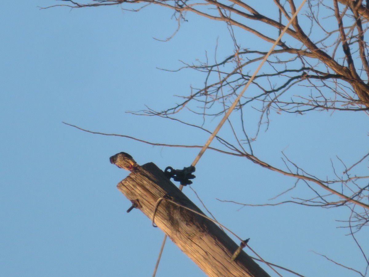 dvergfalk - ML647259599