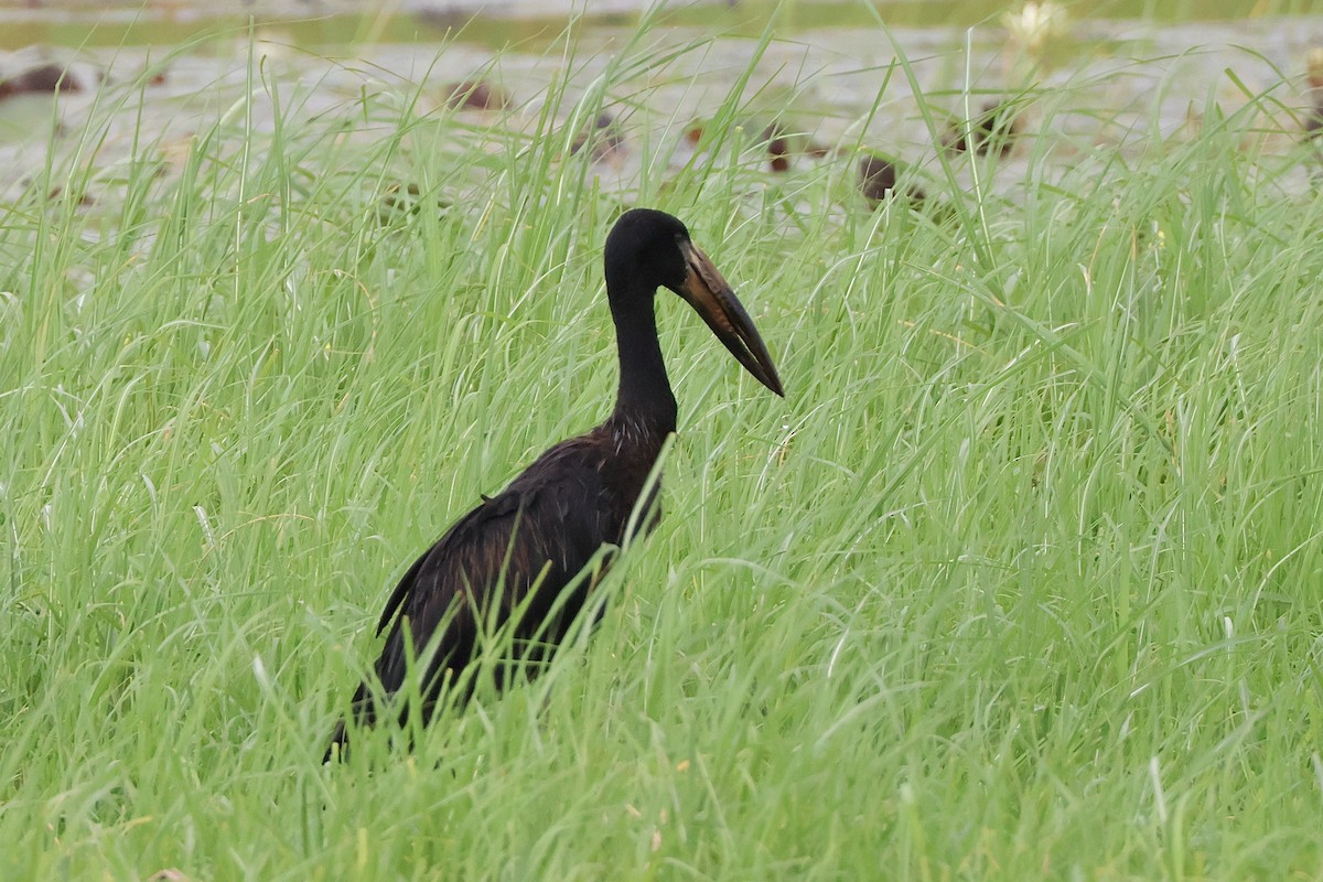 African Openbill - ML647259603