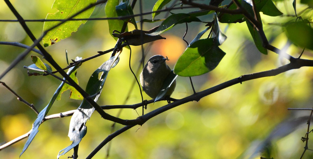 Orange-crowned Warbler - ML647259605