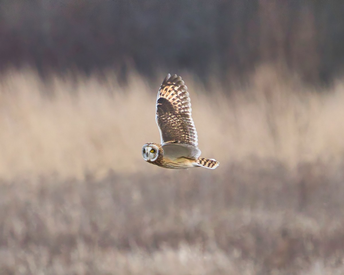 Zingira-hontza - ML647259606