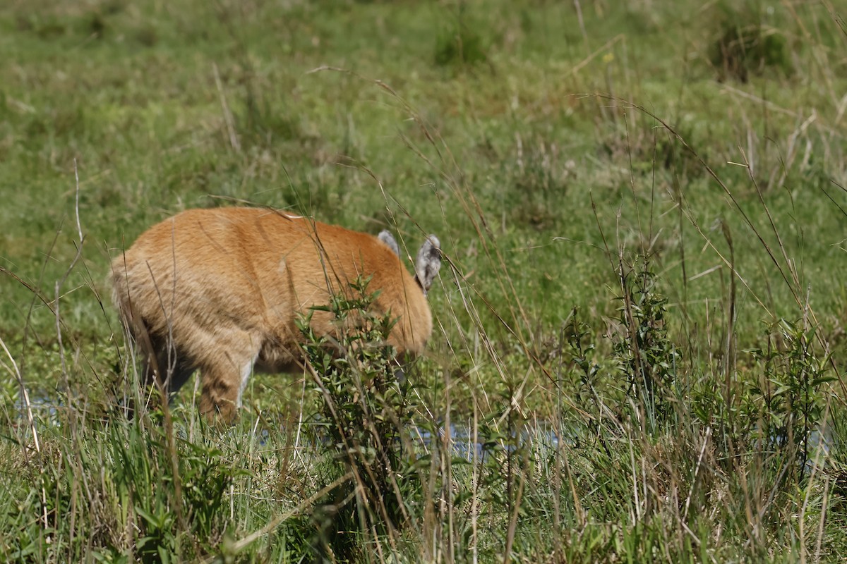 Cerf des Marais - ML647259622