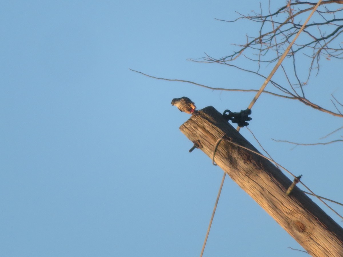 dvergfalk - ML647259627