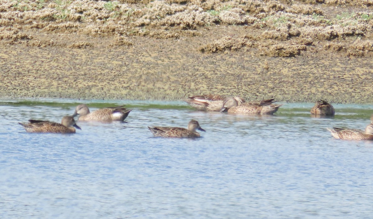 Blue-winged Teal - ML647259642