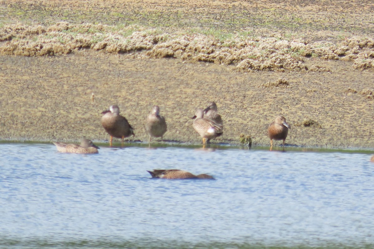 Blue-winged Teal - ML647259643