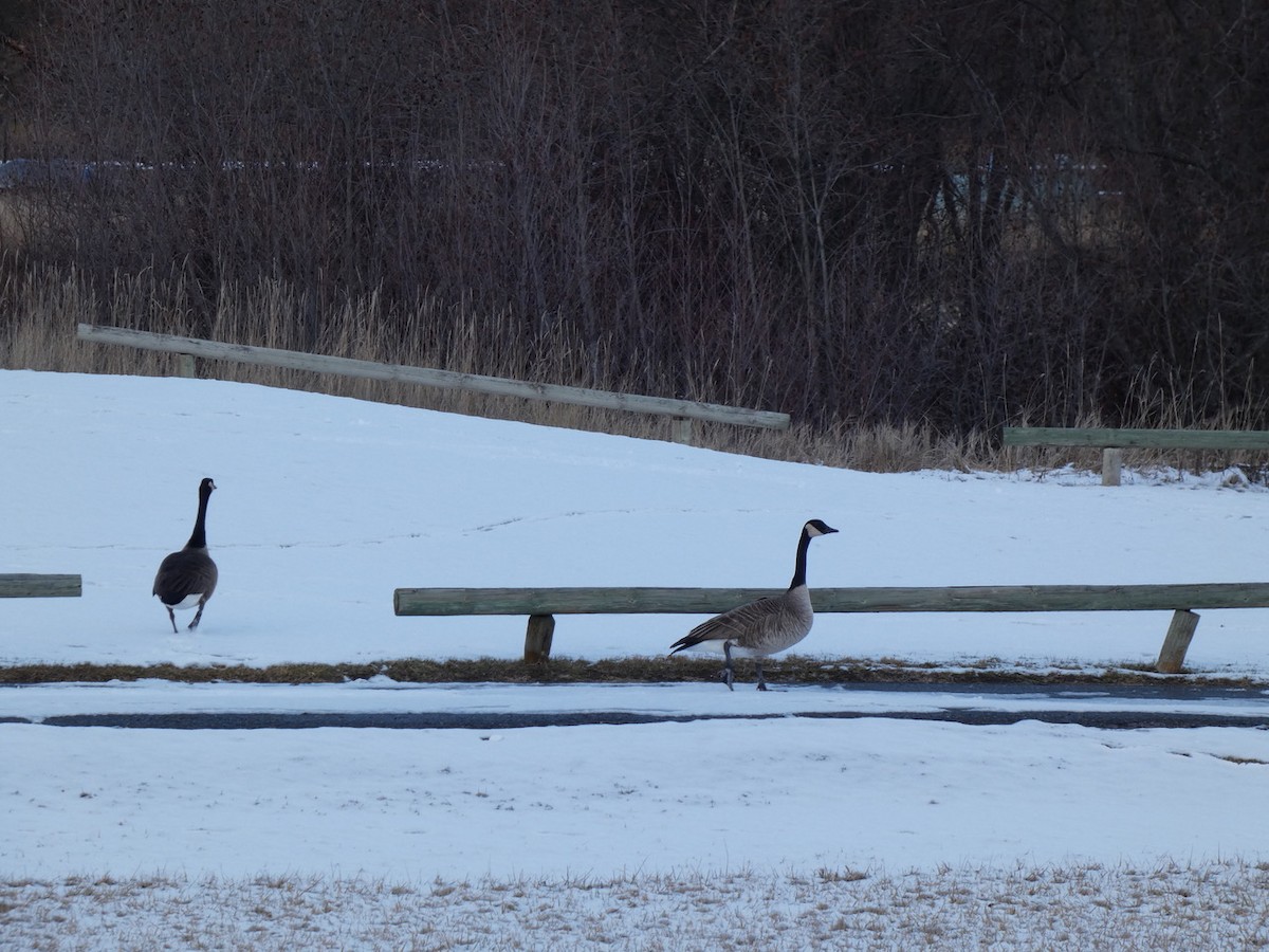 Канадская казарка - ML647259674