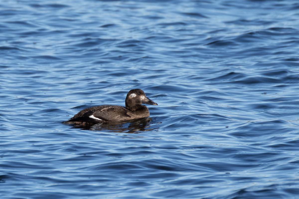 White-winged Scoter - ML647259677