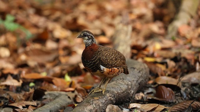 Sabah Partridge - ML647259678
