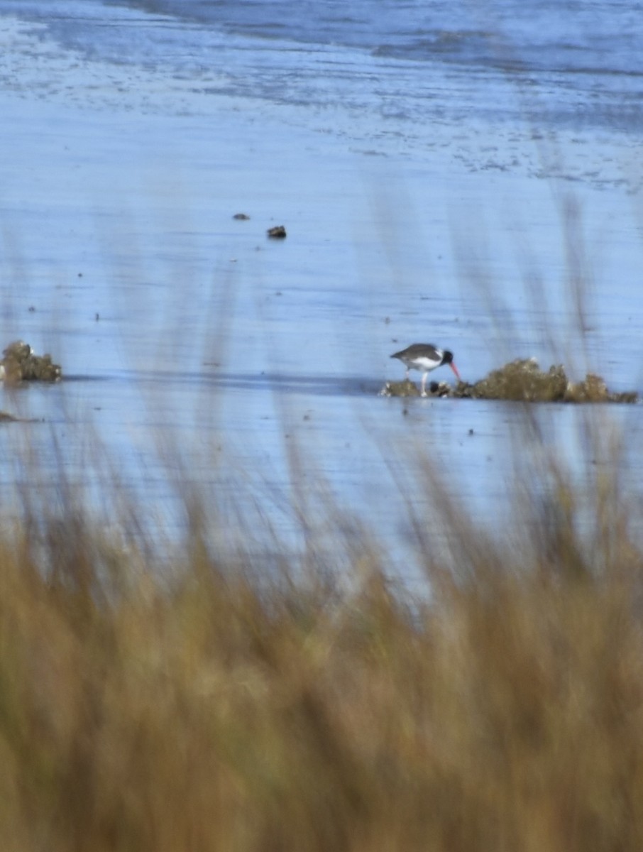 Itsas mika amerikarra - ML647259679