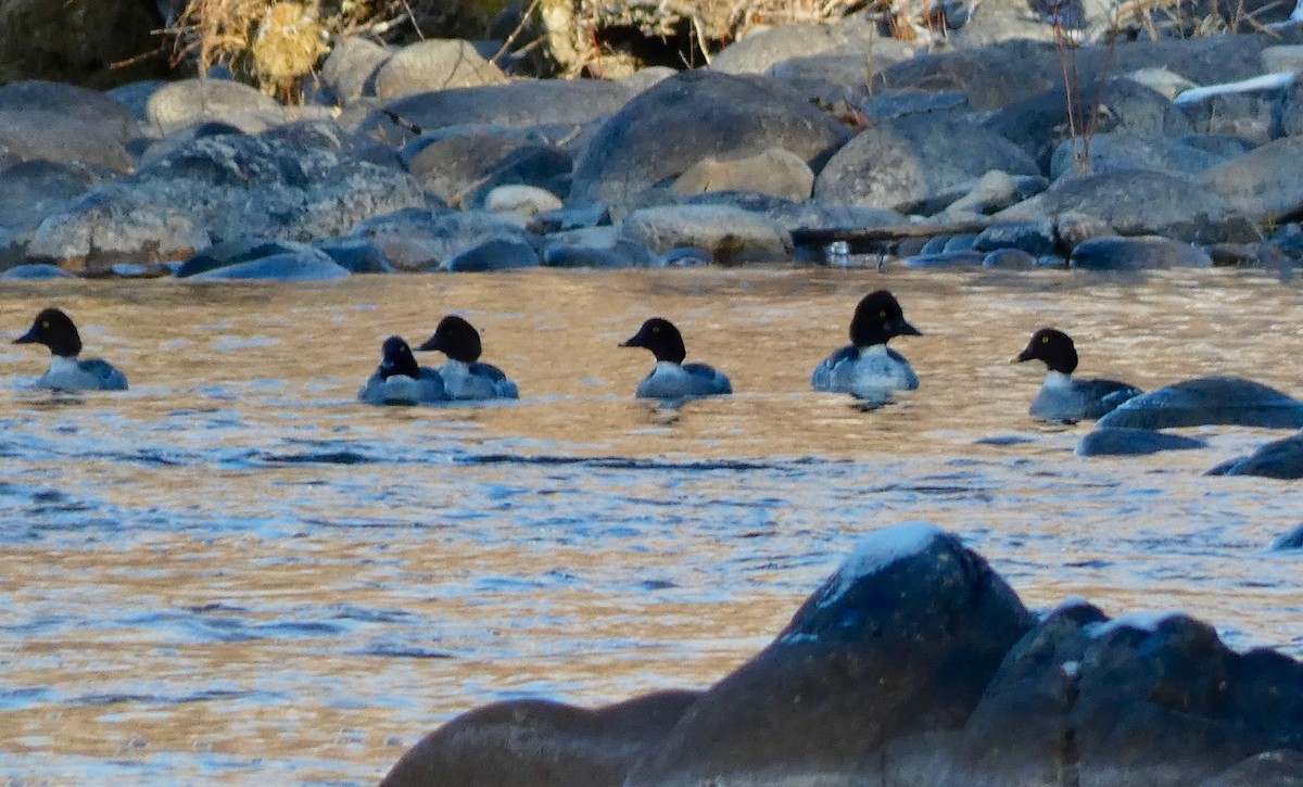 Гоголь - ML647259682