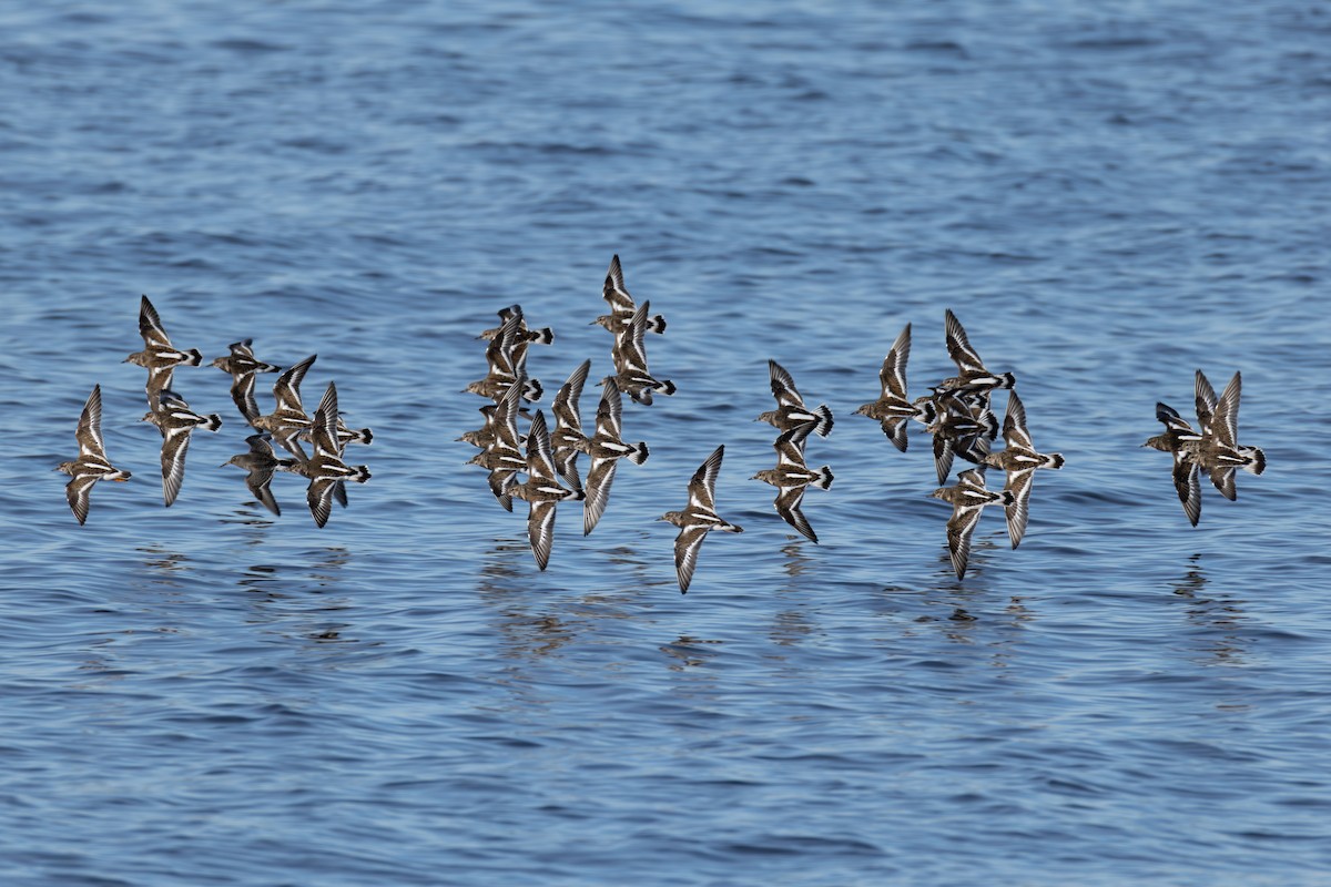 Алаг хайргач - ML647259686
