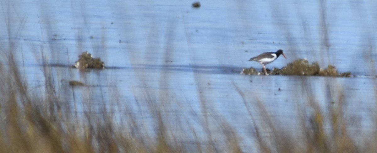 Itsas mika amerikarra - ML647259687