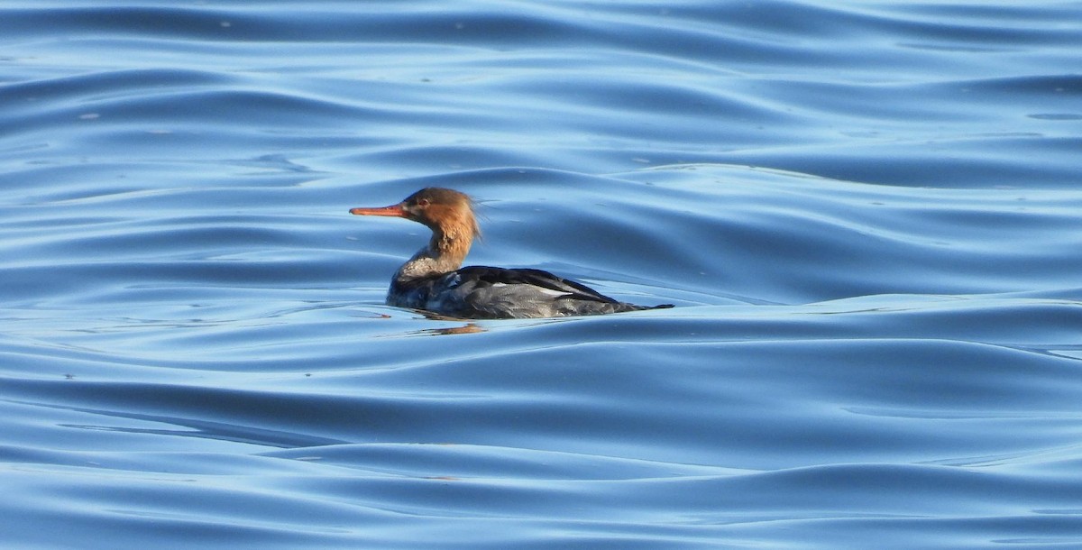 紅胸秋沙 - ML647259694