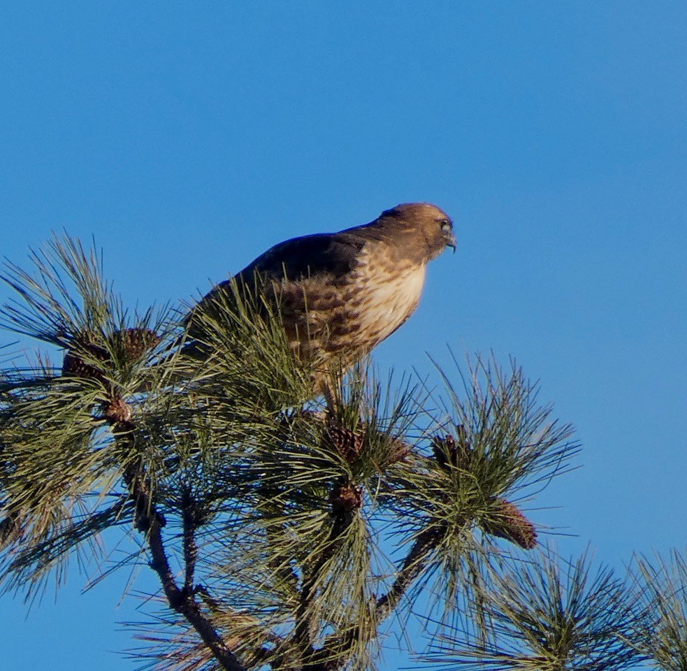 Краснохвостый канюк - ML647259695