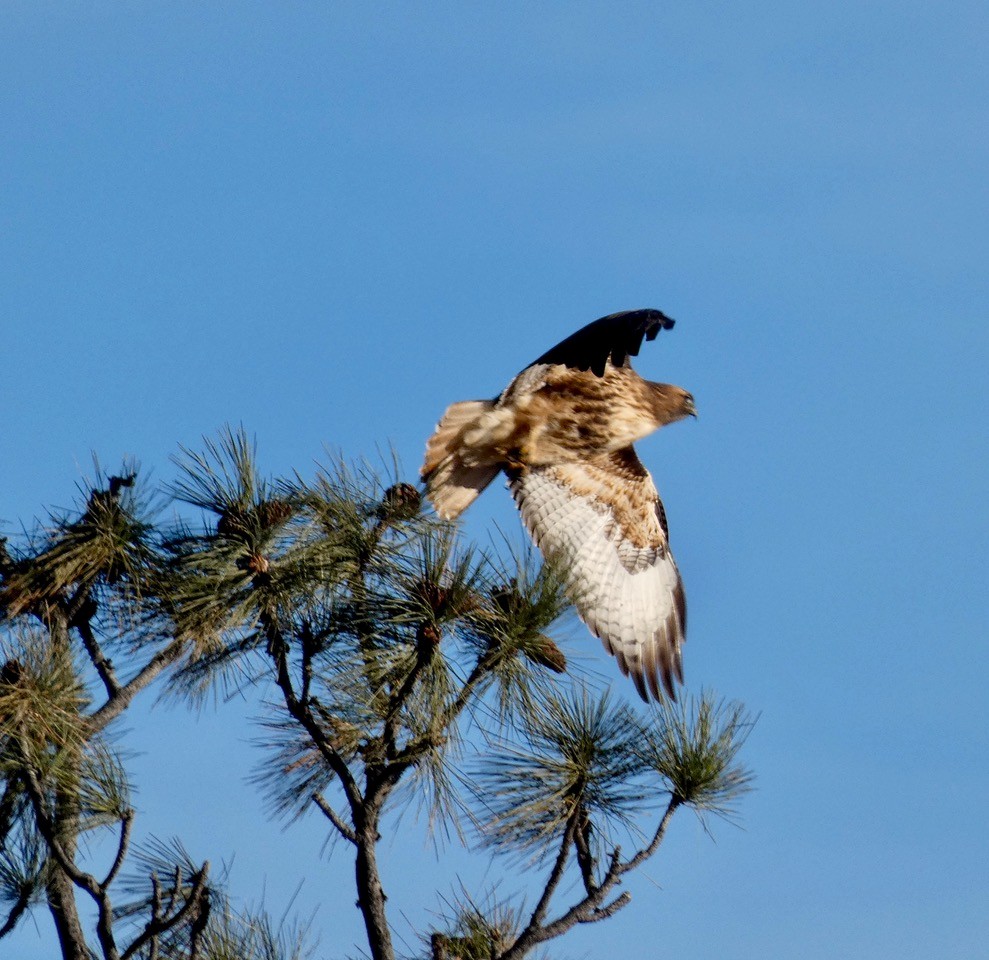 Краснохвостый канюк - ML647259698