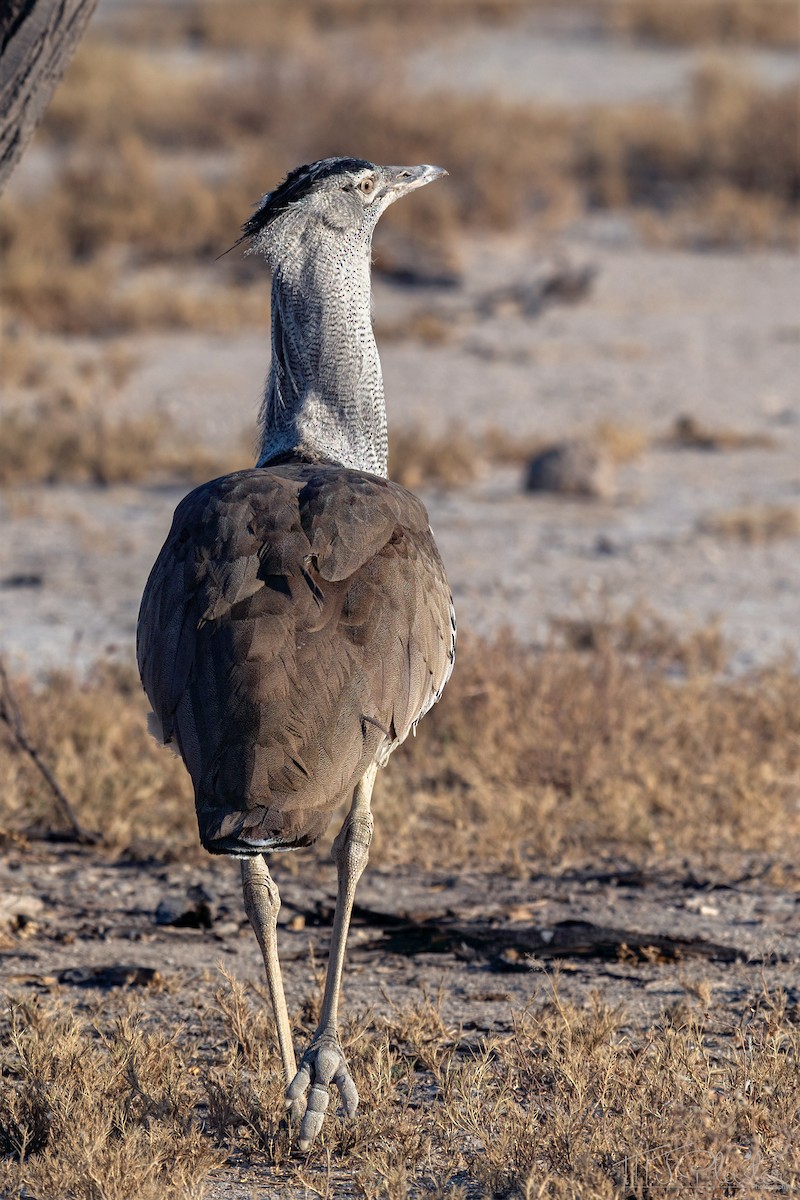 Kori Toyu - ML647259708