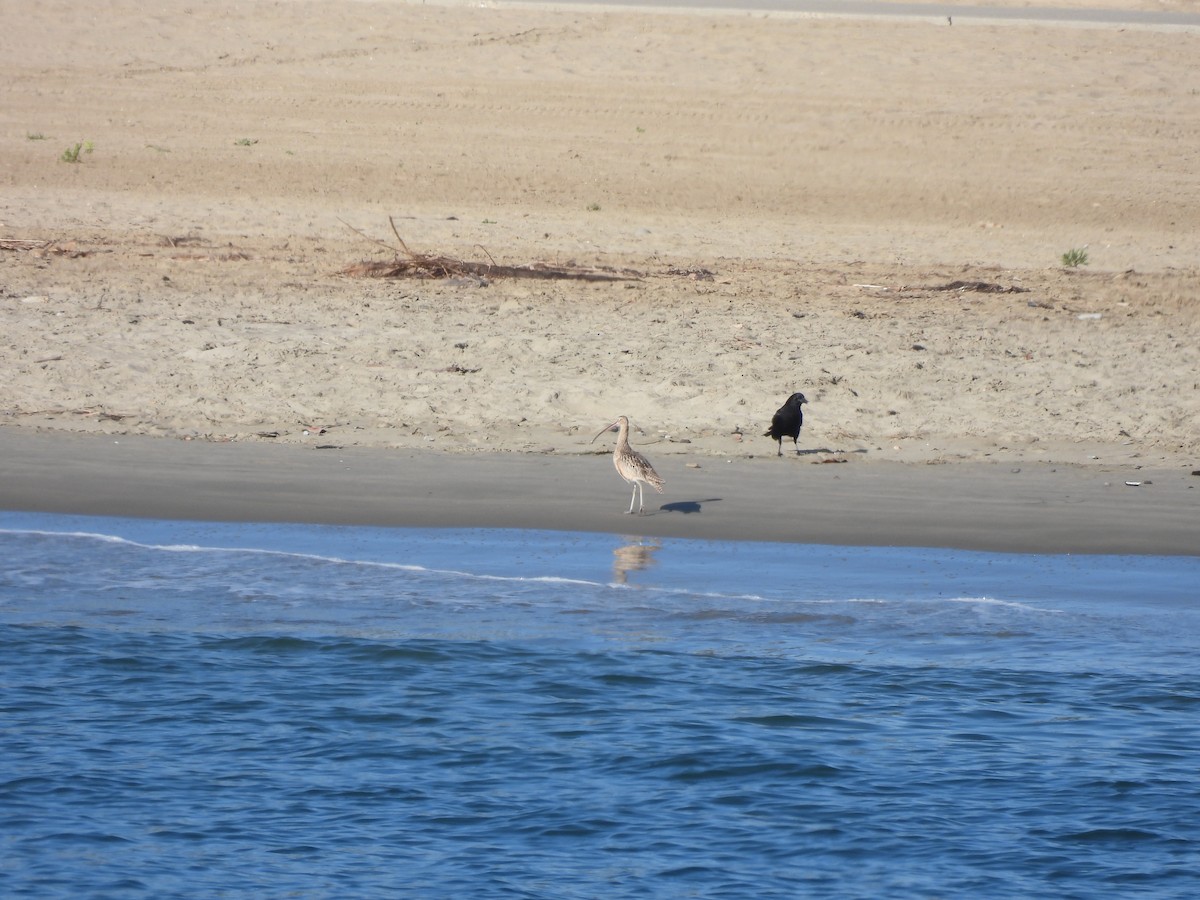 Кульон американський - ML647259718