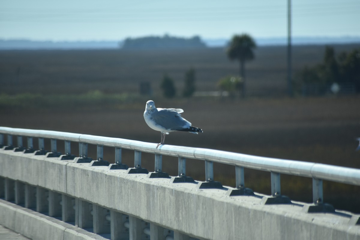 American Herring Gull - ML647259719