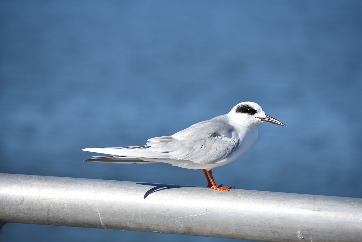 Forster's Tern - ML647259725
