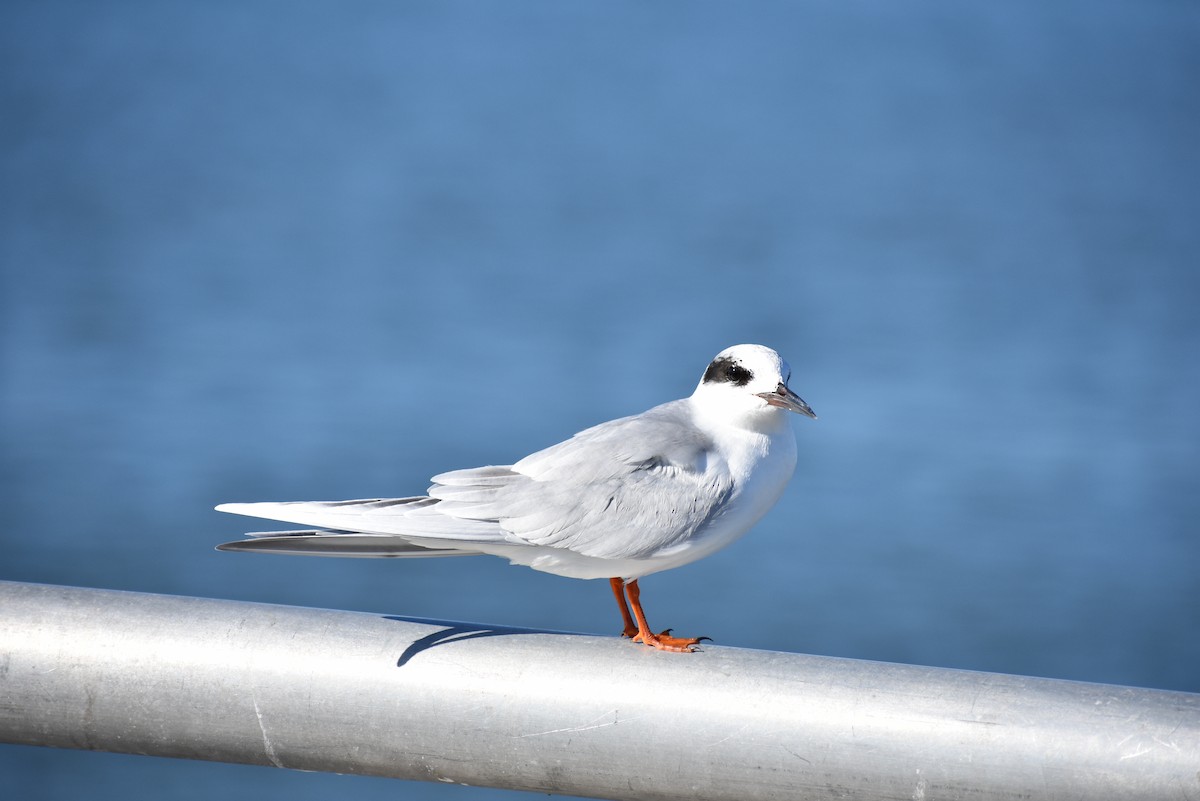Forster's Tern - ML647259729