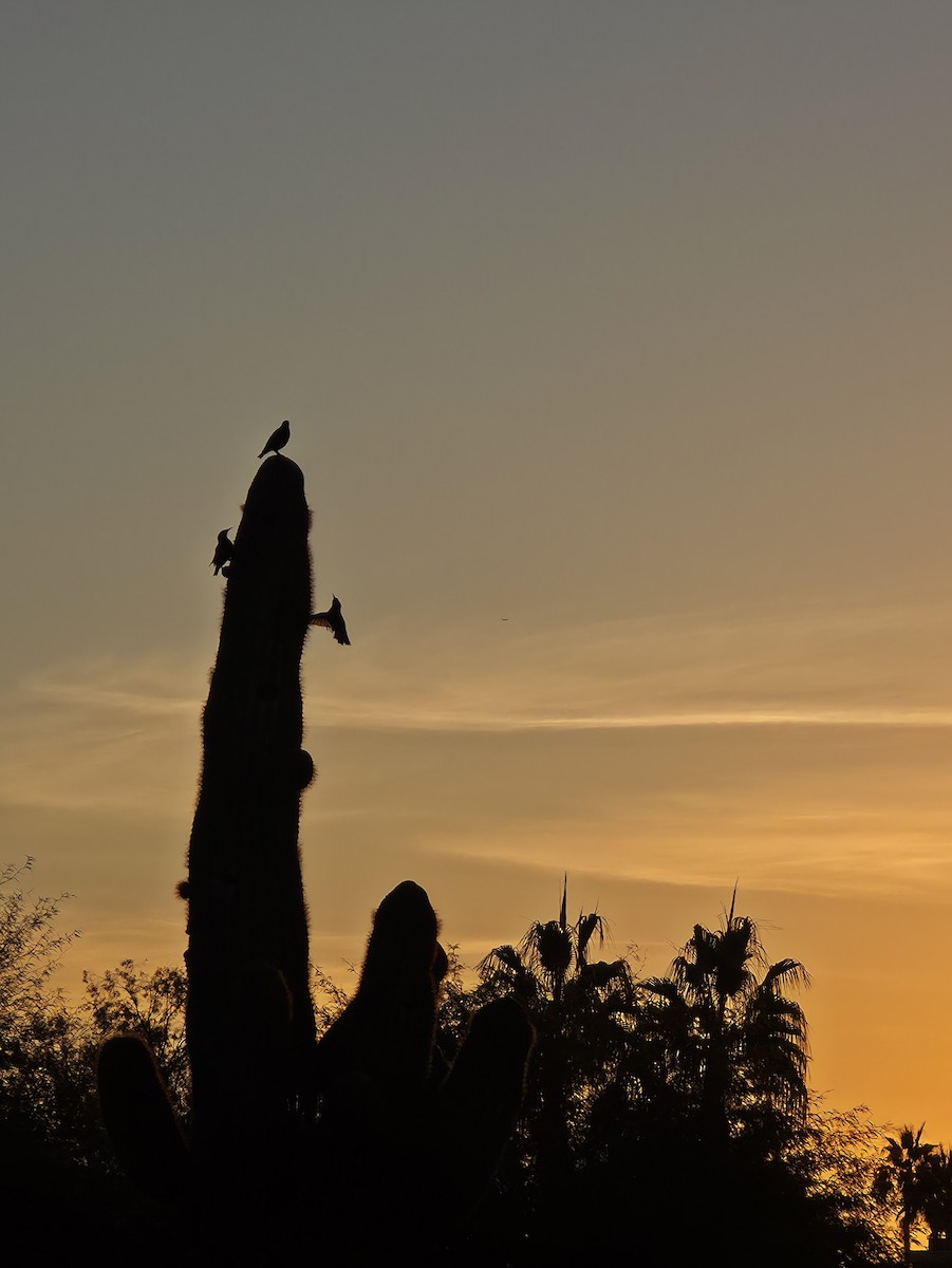 European Starling - ML647259730