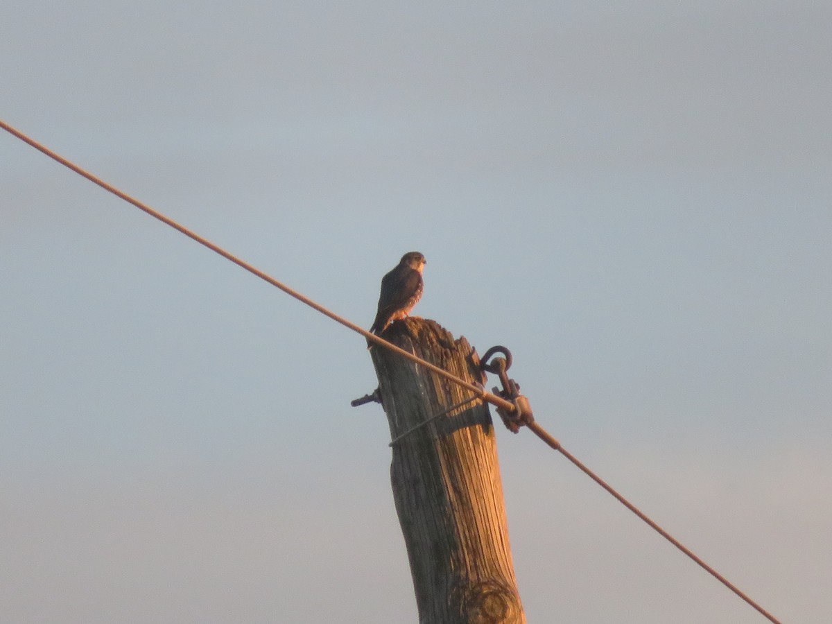 dvergfalk - ML647259733