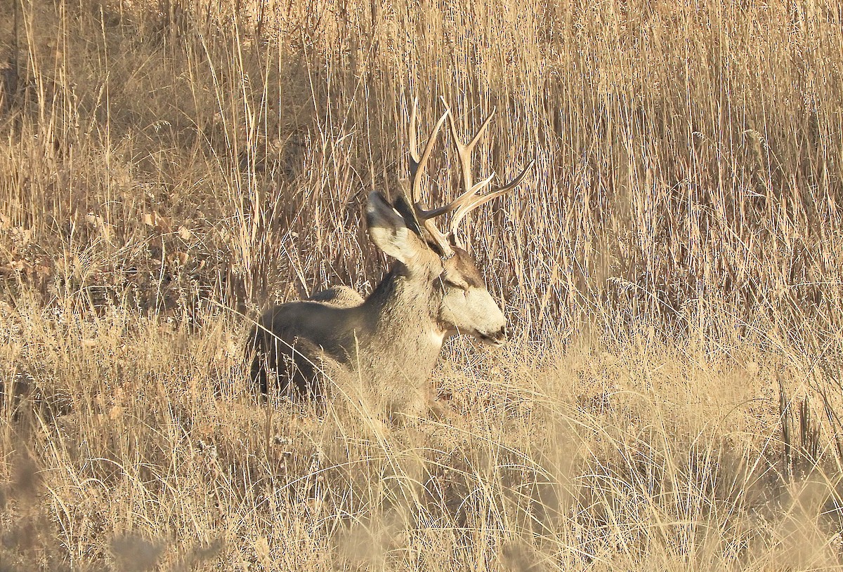 Mule Deer - ML647259735
