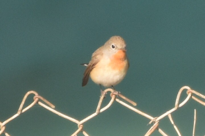 Малая мухоловка - ML647259736