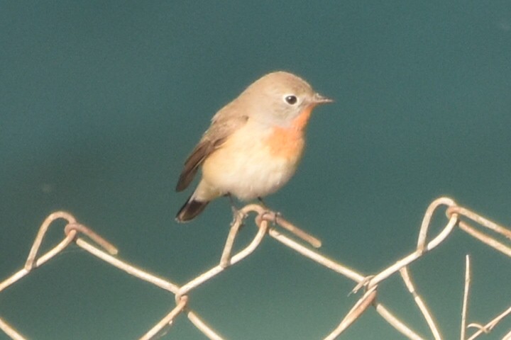 Малая мухоловка - ML647259737