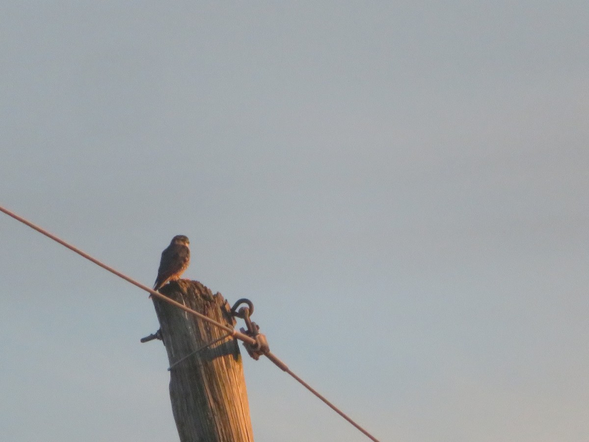 dvergfalk - ML647259746