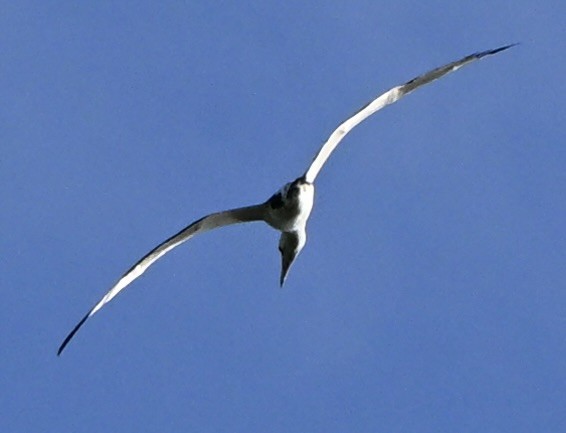 Abbott's Booby - ML647259747